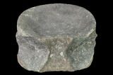 Fossil Plesiosaur (Cryptoclidus) Vertebra - England #136754-3